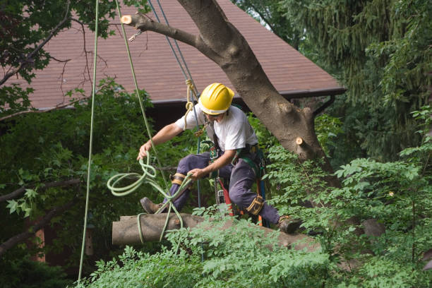 Best Root Management and Removal  in North Springfield, VA